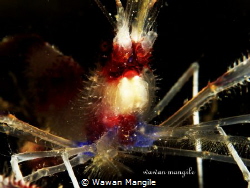 Stenopus hispidus
 by Wawan Mangile 